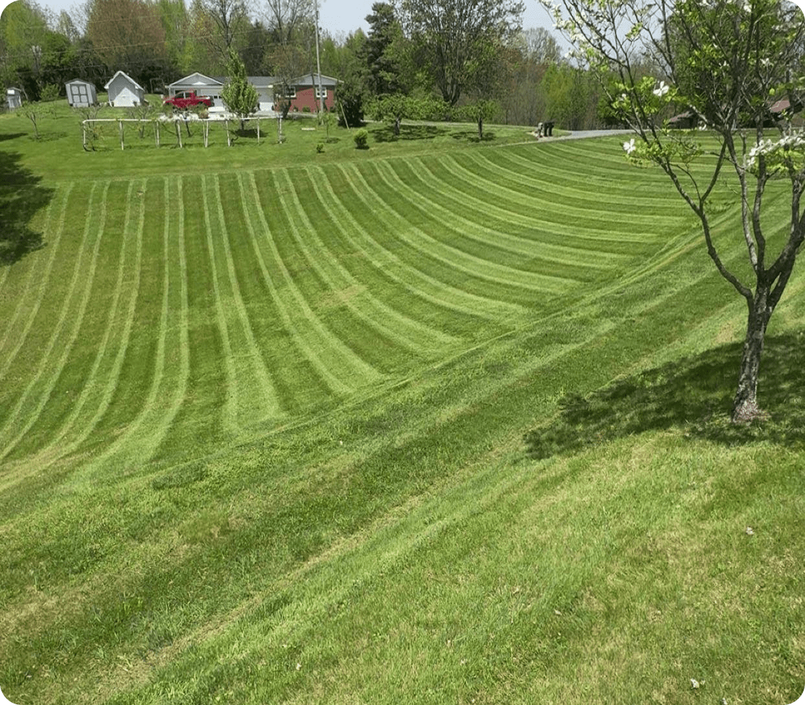 Lawn with striped mowing pattern